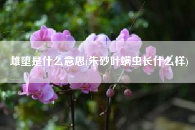 雌堕是什么意思(朱砂叶螨虫长什么样)