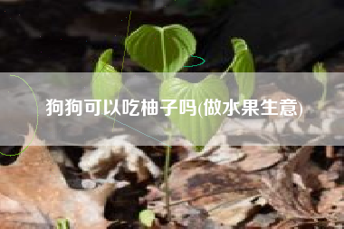 狗狗可以吃柚子吗(做水果生意)