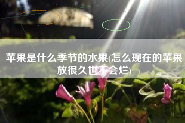 苹果是什么季节的水果(怎么现在的苹果放很久也不会烂)