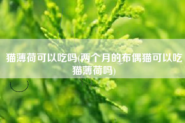 猫薄荷可以吃吗(两个月的布偶猫可以吃猫薄荷吗)