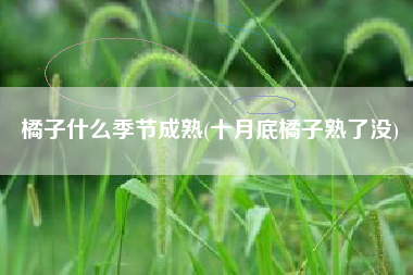 橘子什么季节成熟(十月底橘子熟了没)