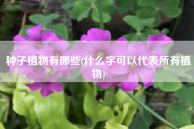 种子植物有哪些(什么字可以代表所有植物)