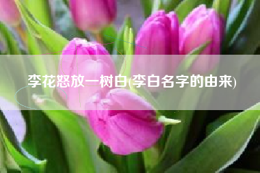 李花怒放一树白(李白名字的由来)