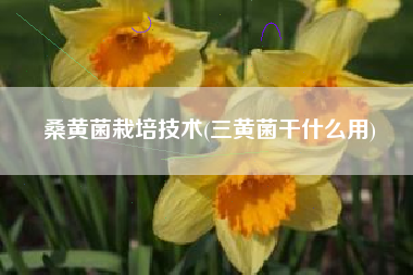 桑黄菌栽培技术(三黄菌干什么用)