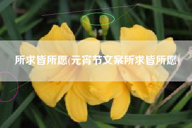 所求皆所愿(元宵节文案所求皆所愿)