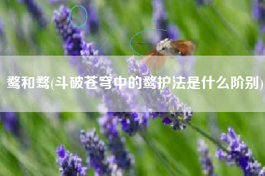 鹜和骛(斗破苍穹中的鹜护法是什么阶别)