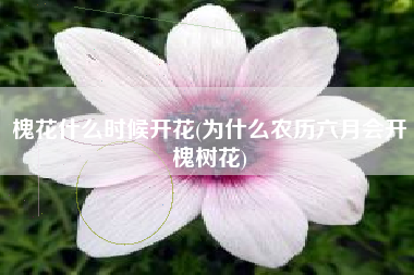 槐花什么时候开花(为什么农历六月会开槐树花)