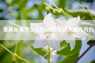 紫菜是哪里生长的(新的紫菜大概几月份出产的)