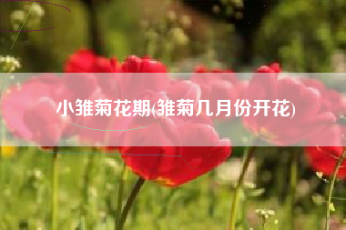 小雏菊花期(雏菊几月份开花)