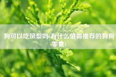 狗可以吃凤梨吗(有什么值得推荐的狗狗零食)