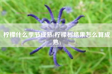 柠檬什么季节成熟(柠檬树结果怎么算成熟)