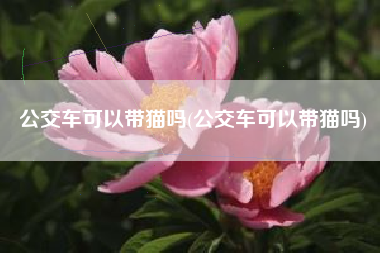 公交车可以带猫吗(公交车可以带猫吗)