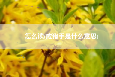 豭怎么读(咸猪手是什么意思)