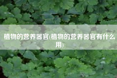 植物的营养器官(植物的营养器官有什么用)