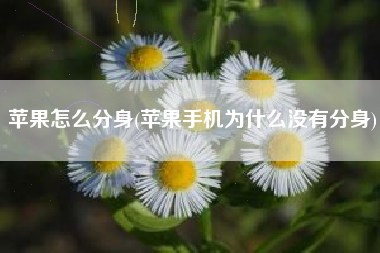 苹果怎么分身(苹果手机为什么没有分身)