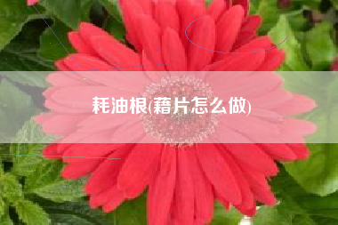 耗油根(藉片怎么做)