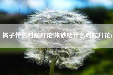 橘子什么时候开花(朱砂桔什么时候开花)