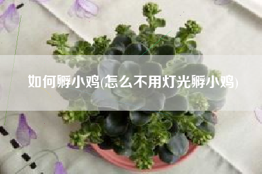 如何孵小鸡(怎么不用灯光孵小鸡)