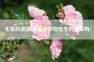 生菜的英语(金毛可以吃吃生的油菜吗)