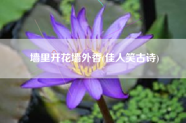 墙里开花墙外香(佳人笑古诗)