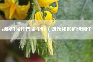 cf影豹属性选哪个好（朗逸和影豹选哪个）