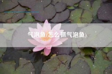 气泡鱼(怎么抓气泡鱼)