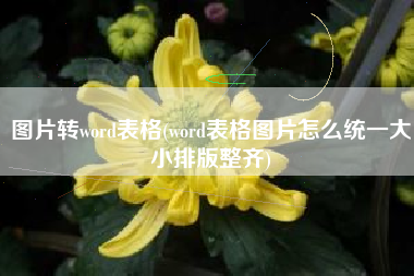 图片转word表格(word表格图片怎么统一大小排版整齐)