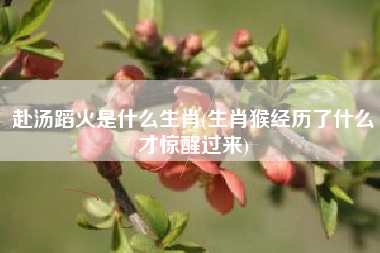 赴汤蹈火是什么生肖(生肖猴经历了什么才惊醒过来)