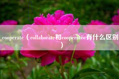 cooperate（collaborate和cooperatee有什么区别）