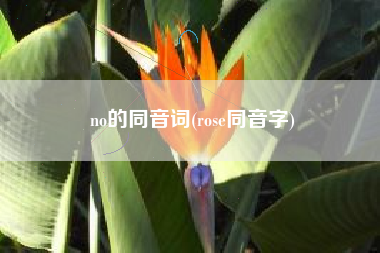 no的同音词(rose同音字)