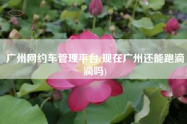 广州网约车管理平台(现在广州还能跑滴滴吗)