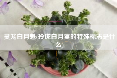 灵笼白月魁(玲珑白月葵的特殊标志是什么)