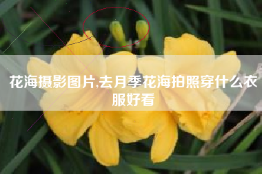 花海摄影图片,去月季花海拍照穿什么衣服好看