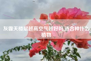 灰霾天楼层越高空气越好吗,适合种什么植物