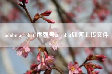 adobe acrobat 序列号,acrobat如何上传文件