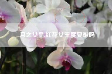 月之女皇,红花女王度夏难吗